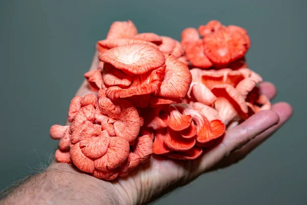Cogumelo Salmão Cogumelos Ostra Rosa Perto Foco Seletivo — Fotografia de Stock