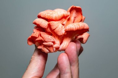 Somon mantarı veya pembe istiridye mantarı. Kapan ve seçici odaklan.