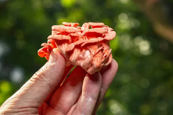 Somon mantarı veya pembe istiridye mantarı. Kapan ve seçici odaklan.