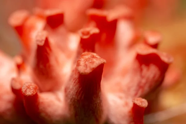 Pleurotus Salmon Shimeji Salmon Pleurotus Djamor Shimeji Rosa Mushroom Pink — стокове фото