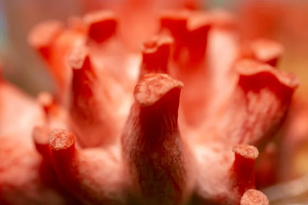 Pleurotus Salmon Shimeji Salmon Pleurotus Djamor Shimeji Rosa Mushroom Pink — Foto Stock