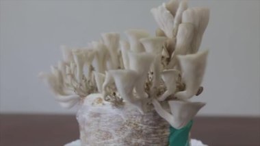 Pleurotus Somon (Shimeji Somon, Pleurotus Djamor, Shimeji Rosa, Mantar Pembesi) genç filizlenen