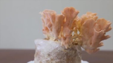 Pleurotus Somon (Shimeji Somon, Pleurotus Djamor, Shimeji Rosa, Mantar Pembesi) genç filizlenen