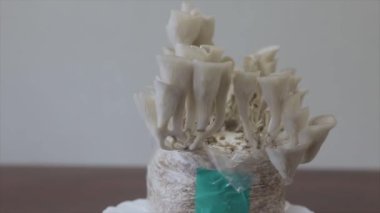 Pleurotus Somon (Shimeji Somon, Pleurotus Djamor, Shimeji Rosa, Mantar Pembesi) genç filizlenen