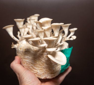 Pleurotus ostreatus, yaygın olarak beyaz shimeji, hiratake ya da beyaz istiridye mantarı olarak bilinir.,