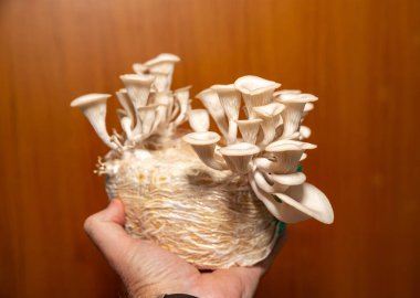 Pleurotus ostreatus, yaygın olarak beyaz shimeji, hiratake ya da beyaz istiridye mantarı olarak bilinir.,