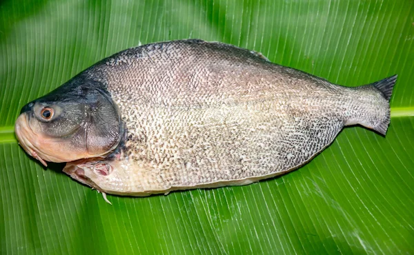 Tambaqui Colossoma Macropomum 巴西传统淡水鱼 产自亚马逊河流域和潘塔纳尔河流域 生活在香蕉叶上 — 图库照片