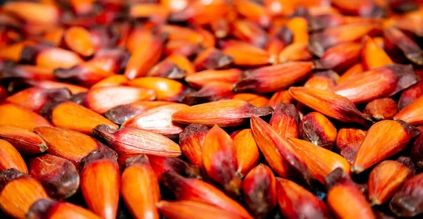 stock image Pine nut fruits of the Paran pine (Auraucaria angustifolia).