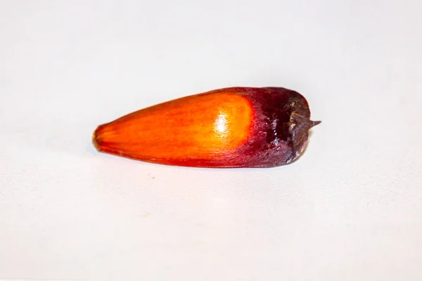 Plody Piniových Oříšků Borovice Auraucaria Angustifolia Pinho — Stock fotografie