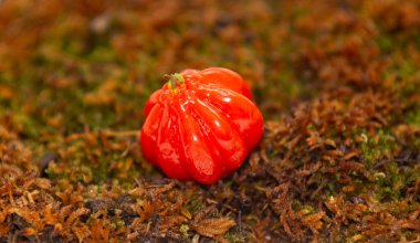 Pitanga (Eugenia uniflora), Brezilya egzotik olgun meyvesi..