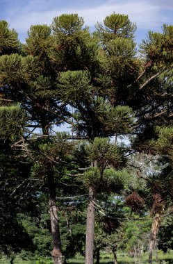 Yerde Paran çam fıstığı (Araucaria angustifolia) ve 