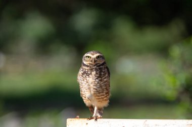 Kazan Baykuş, Athene cunicularia ya da portrede Speotyto cunicularia