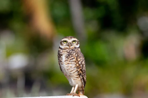 Burrowing Owl Athene Cunicularia Speotyto Cunicularia Portrait — Stock Photo, Image