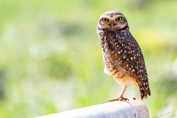 Burrowing Owl Athene Cunicularia Speotyto Cunicularia Portrait — 스톡 사진
