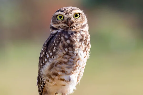 Burrowing Owl Athene Cunicularia Speotyto Cunicularia Portrait — Stock Photo, Image