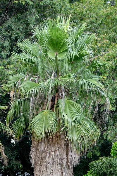 Hagyományos Trópusi Pálmafa Természetvédelmi Területen — Stock Fotó