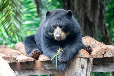 Spectacled bear (Tremarctos ornatus) in selective focus and depth blur clipart