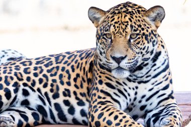 South American jaguar (Panthera onca). Tropical feline clipart
