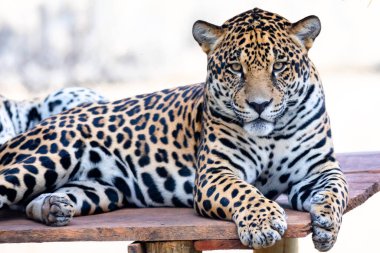 Güney Amerika jaguarı (Panthera onca). Tropikal kedi