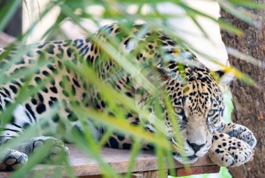 Güney Amerika jaguarı (Panthera onca). Tropikal kedi