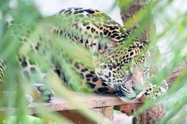 Güney Amerika jaguarı (Panthera onca). Tropikal kedi