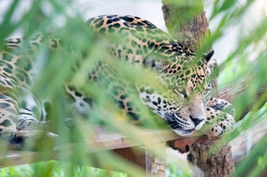Güney Amerika jaguarı (Panthera onca). Tropikal kedi