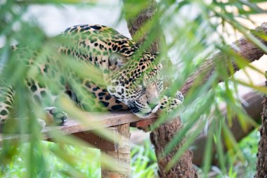 Güney Amerika jaguarı (Panthera onca). Tropikal kedi