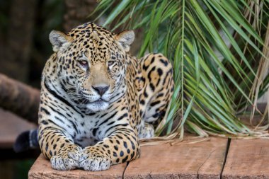 Güney Amerika jaguarı (Panthera onca). Tropikal kedi