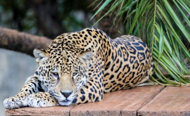 Güney Amerika jaguarı (Panthera onca). Tropikal kedi