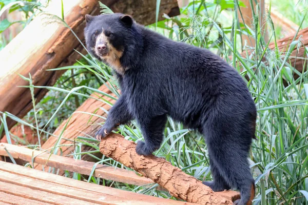 stock image Spectacled bear (Tremarctos ornatus) in selective focus and depth blur