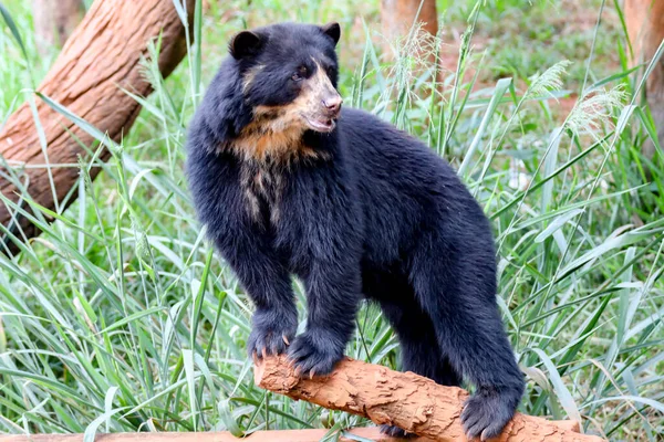 stock image Spectacled bear (Tremarctos ornatus) in selective focus and depth blur