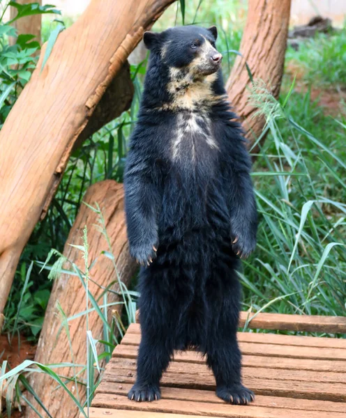 stock image Spectacled bear (Tremarctos ornatus) in selective focus and depth blur