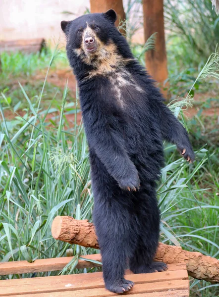 Stock image Spectacled bear (Tremarctos ornatus) in selective focus and depth blur