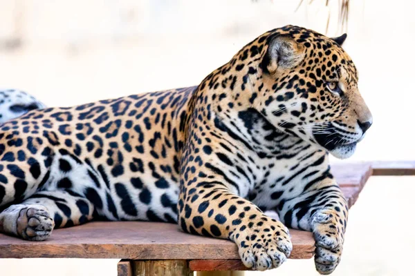 Jaguar Sul Americano Panthera Onca Felino Tropical — Fotografia de Stock