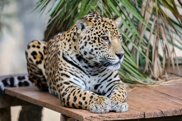 Giaguaro Sudamericano Panthera Onca Felino Tropicale — Foto Stock