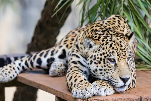Южноамериканский Ягуар Panthera Onca Тропический Кошак — стоковое фото