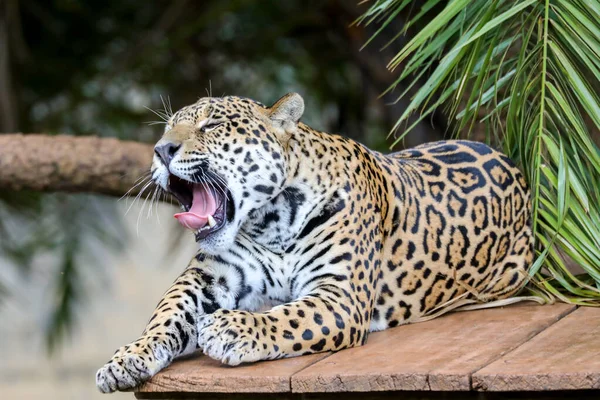Jaguar Sudamericano Panthera Onca Felino Tropical —  Fotos de Stock
