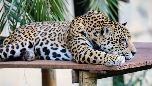Jaguar Sul Americano Panthera Onca Felino Tropical — Fotografia de Stock