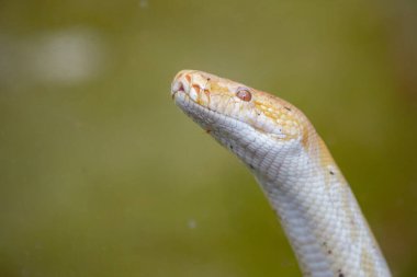 Birmanya pitonu küçük bir albino yılandır ve çok çeviktir.