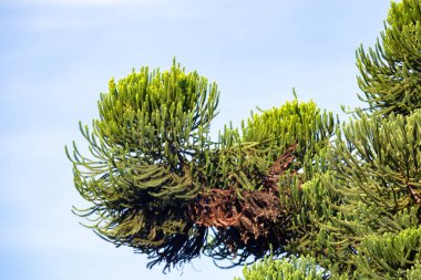 Prudentopolis kırsalındaki Tipyc Araucaria ağacı (Araucaria angustifolia), Brezilya.