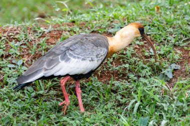 Curicaca kuşu (Theristicus caudatus), Güney Amerika 'nın tipik büyük gagalı balıkçıları.. 