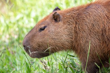 Bir Capybara (hidrokorerus hydrochaeris) bulanık doğal arka plan üzerinde çıplak zemin üzerinde yürür.