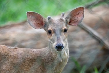 Brezilya Cerrado 'sundan geleneksel vahşi geyik.