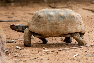 Jabuti- Piranga veya Kızıl Ayaklı Kaplumbağa (Chelonoidis Carbonaria). Brezilya kaplumbağası.