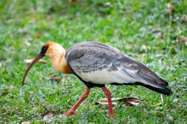 Curicaca kuşu (Theristicus caudatus), Güney Amerika 'nın tipik büyük gagalı balıkçıları.. 