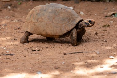 Jabuti- Piranga veya Kızıl Ayaklı Kaplumbağa (Chelonoidis Carbonaria). Brezilya kaplumbağası.