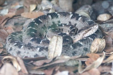 Jararaca Yılan (Bothrops Jararaca) yerde. Zehirli Brezilya yılanı. Caiara yılanı, urutu yılanı
