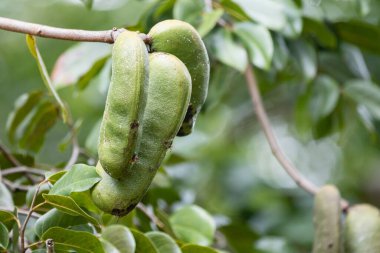 Jatob, jatoba, meyve -Hymenaea Courbaril- Brezilya 'nın tipik meyvesi