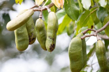 Jatob, jatoba, meyve -Hymenaea Courbaril- Brezilya 'nın tipik meyvesi