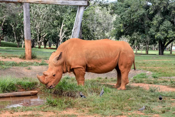 Afrika beyaz gergedanı seçici odak noktasında izole edildi.